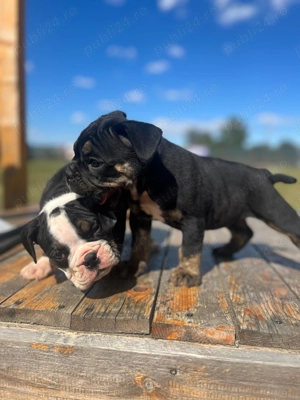 Fetita Old English Bulldog  - imagine 3