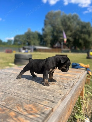 Fetita Old English Bulldog  - imagine 5
