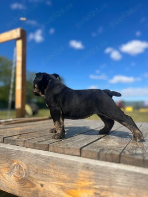 Fetita Old English Bulldog  - imagine 4