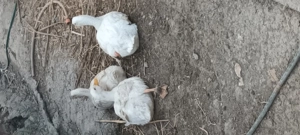 Vand rate si  ațoi de rasa muta - imagine 4