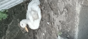 Vand rate si  ațoi de rasa muta - imagine 3