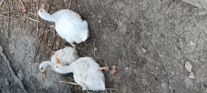 Vand rate si  ațoi de rasa muta - imagine 5