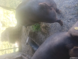 vand purcei rasa pura duroc