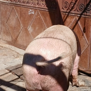 porci mari 300-360 kg - imagine 5