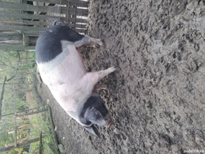 vând scrofița bazna