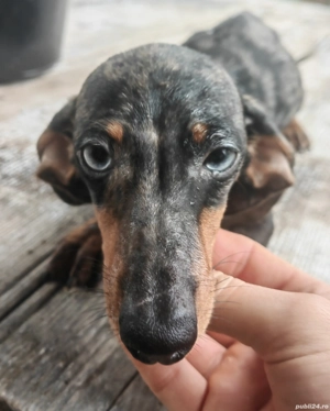 Femela Teckel 6 luni