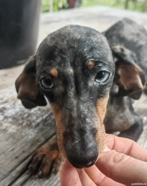 Femela Teckel 6 luni - imagine 2