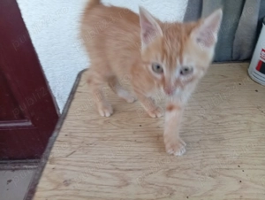 Pisicut pentru adoptie