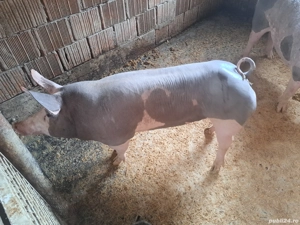 vand porci - imagine 3