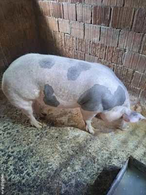 vand porci - imagine 4