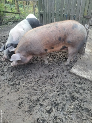 vand porci - imagine 5