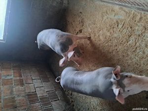 vand porci - imagine 6