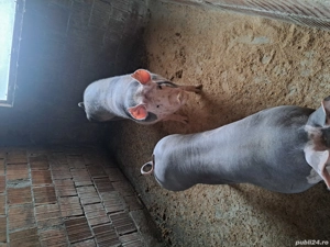 vand porci - imagine 2