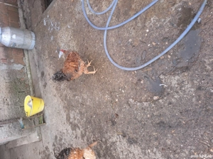 vand cocosi si gaini de curte 