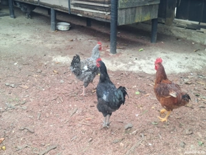 cocosii de vanzare  - imagine 3