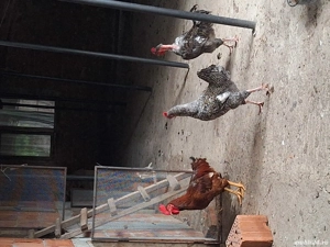 cocosii de vanzare  - imagine 2