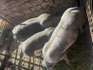 Porci de carne tineri  - imagine 2 Porci de carne tineri  - imagine 2