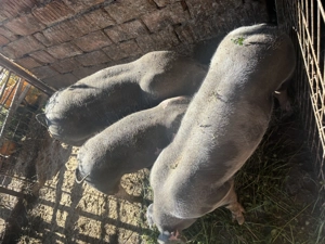 Porci de carne tineri  - imagine 3