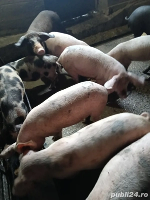 vind  purceii  saldani - imagine 2