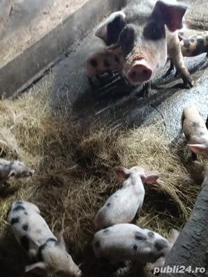 vind  purceii  saldani - imagine 3