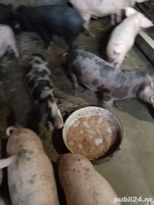 vind  purceii  saldani - imagine 4