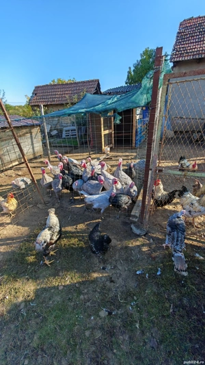 Vând păsări diverse , Curci,găini,cocoși