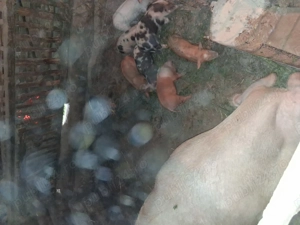 Scroafa cu purcei!!