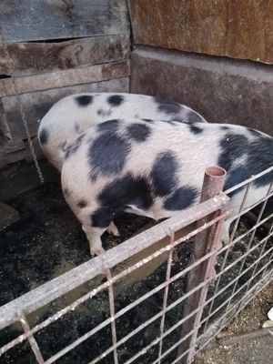 Porci de sacrificat  - imagine 2 Porci de sacrificat  - imagine 2