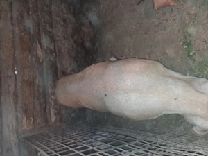 Scroafa cu purcei!! - imagine 3