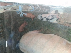 Scroafa cu purcei!! - imagine 2