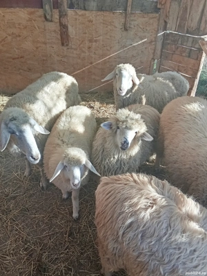 oi de vanzare - imagine 3 oi de vanzare - imagine 3
