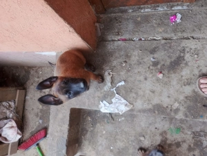 Ciobănesc belgian malinois caută casa nouă  - imagine 4 Ciobănesc belgian malinois caută casa nouă  - imagine 4