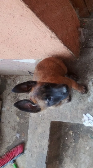 Ciobănesc belgian malinois caută casa nouă  - imagine 3 Ciobănesc belgian malinois caută casa nouă  - imagine 3