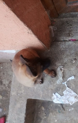 Ciobănesc belgian malinois caută casa nouă  - imagine 2 Ciobănesc belgian malinois caută casa nouă  - imagine 2