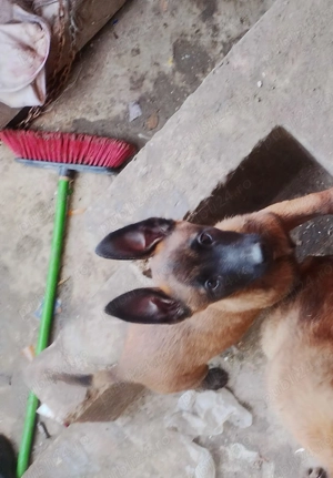 Ciobănesc belgian malinois caută casa nouă 