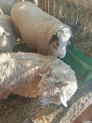 oi de vanzare - imagine 2 oi de vanzare - imagine 2