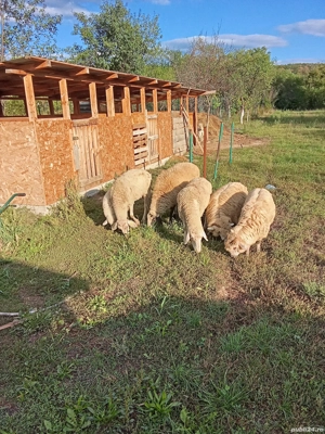 oi de vanzare - imagine 4 oi de vanzare - imagine 4