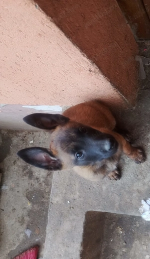 Ciobănesc belgian malinois caută casa nouă  - imagine 5 Ciobănesc belgian malinois caută casa nouă  - imagine 5