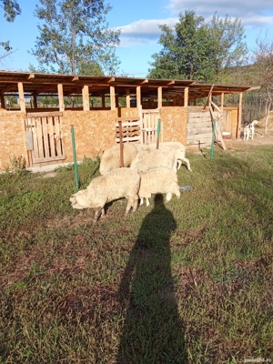 oi de vanzare - imagine 5 oi de vanzare - imagine 5