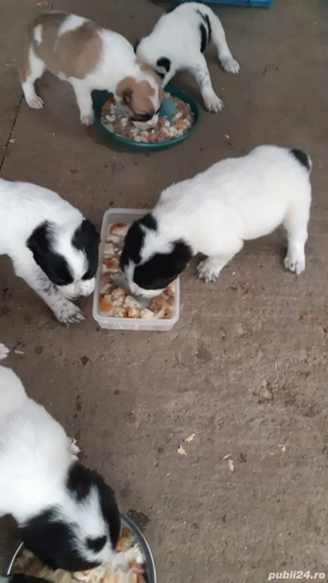 Catei Asia Centrala pe ales