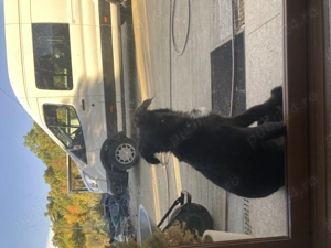 Catelusa schnauzer pitic  - imagine 5