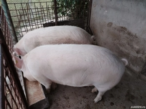 porci de vanzare 