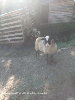 Vand oi romanov de prasila  - imagine 2