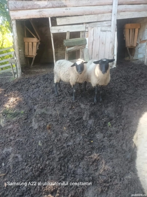 Vand oi romanov de prasila  - imagine 5