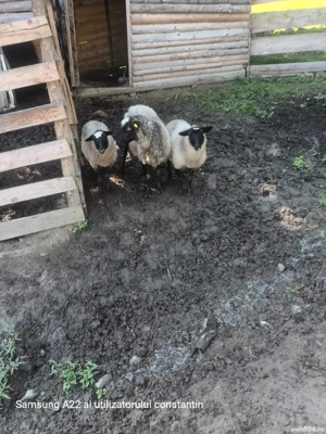 Vand oi romanov de prasila 