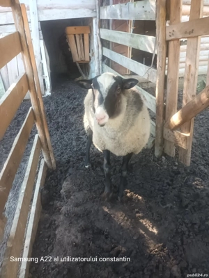 Vand oi romanov de prasila  - imagine 3