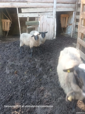 Vand oi romanov de prasila  - imagine 4