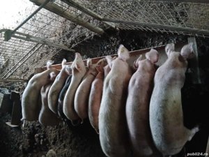 vînd purcei  - imagine 2 vînd purcei  - imagine 2