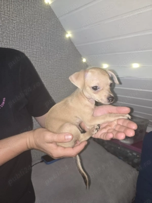 Rasa Toy pincher  născut in 16 mai masculin