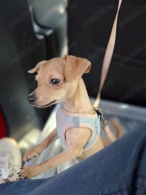 Rasa Toy pincher  născut in 16 mai masculin  - imagine 3 Rasa Toy pincher  născut in 16 mai masculin  - imagine 3